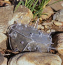 Leigh Anne Lester-Hostile Rock