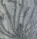 Leigh Anne Lester - Johnson Grass cluster in Utopia