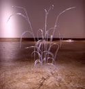 Leigh Anne Lester - Johnson Grass cluster in Utopia